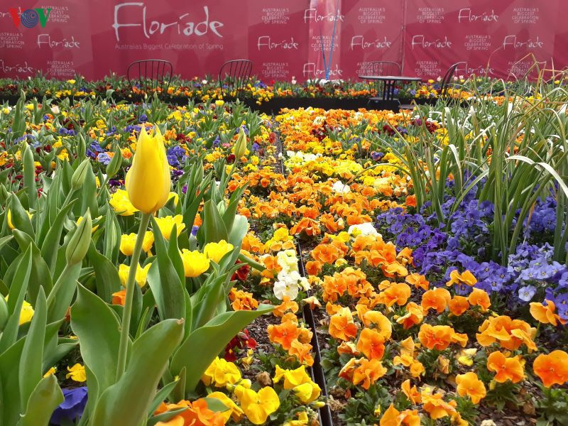 Lễ hội hoa Floriad tại Canberra là một trong những sự kiện thu hút được nhiều du khách tới tham quan