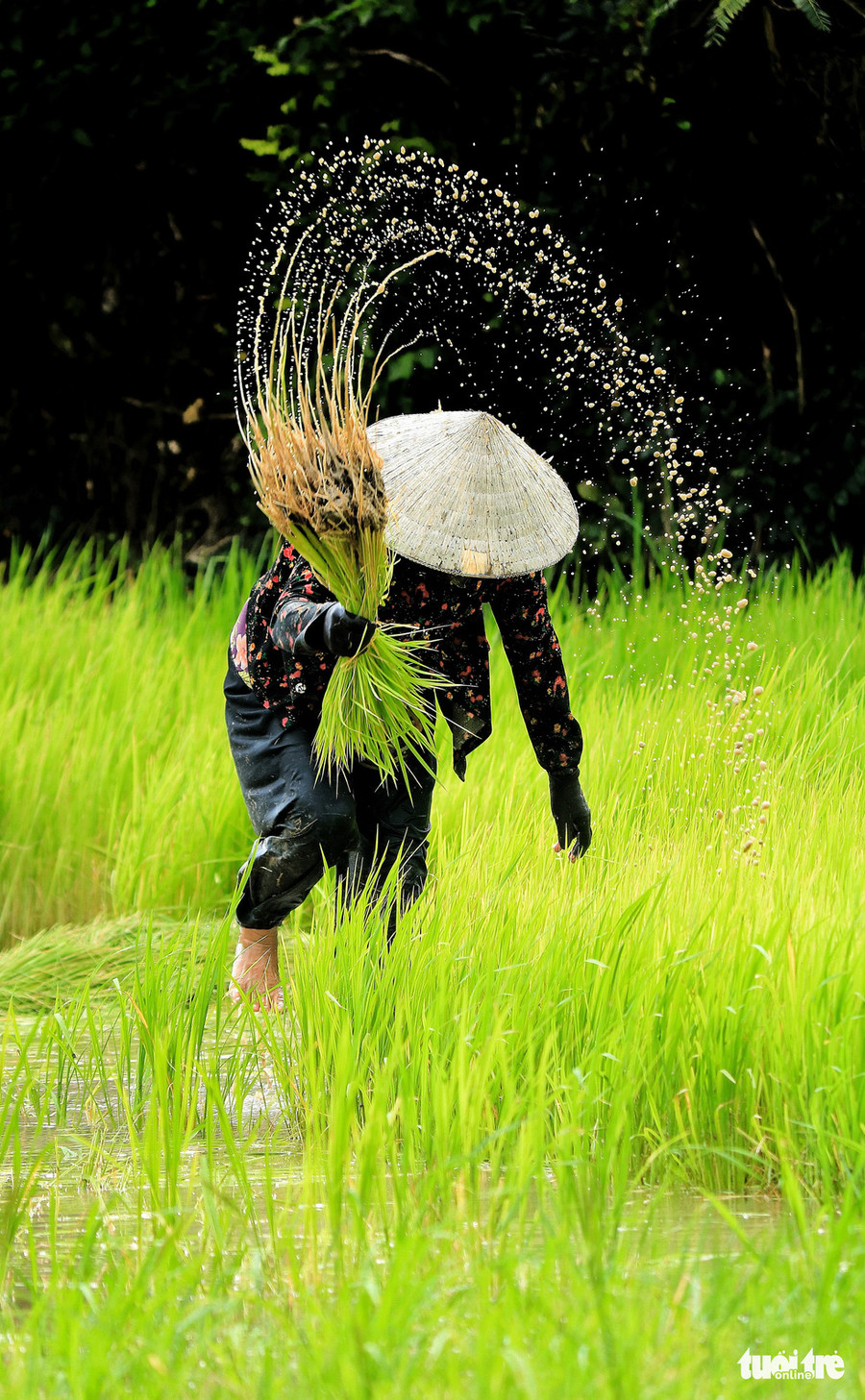 Cô Phal bẽ lẽn nhìn chúng tôi bằng đôi mắt sâu hút, rồi lại cặm cụi nhổ từng thớ mạ - Ảnh: NGUYỆT NHI