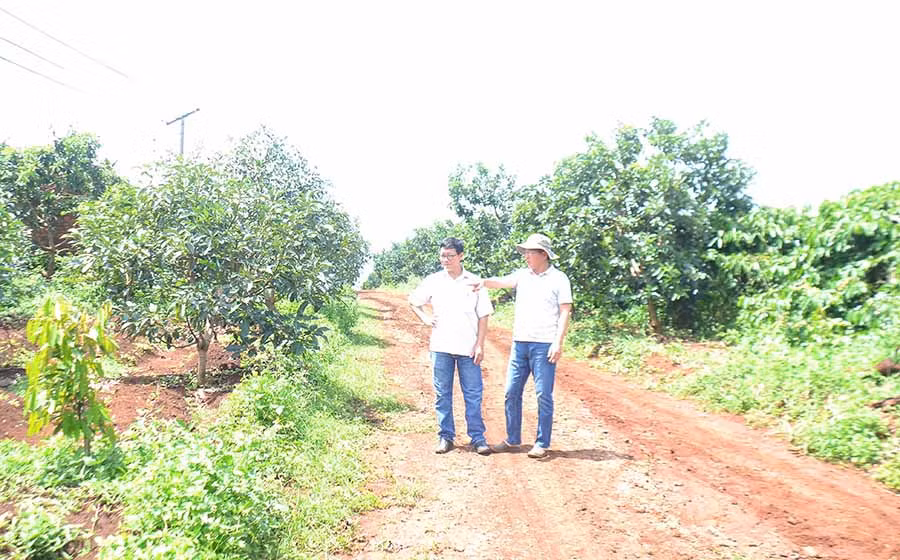  Mô hình trồng xen cây bơ, sầu riêng và cà phê tại trang trại của ông Nguyễn Văn Chương (thôn Tam Điệp, xã hneng). Ảnh: L.N