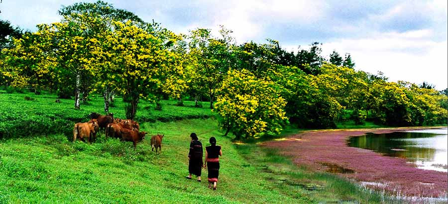  Sắc hoa muồng vàng và nét văn hóa truyền thống đặc sắc của các dân tộc huyện Chư Prông là điểm nhấn của Ngày hội Hoa muồng vàng 2019. Ảnh: HÙNG HOA LƯ