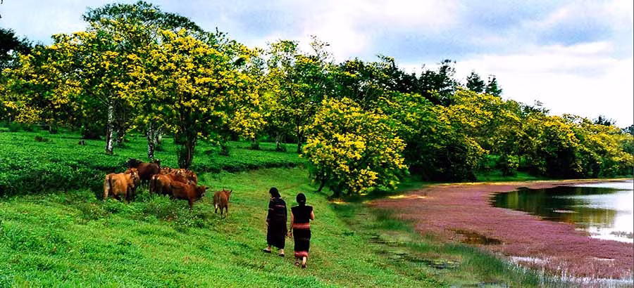  Sắc hoa muồng vàng và nét văn hóa truyền thống đặc sắc của các dân tộc huyện Chư Prông là điểm nhấn của Ngày hội Hoa muồng vàng 2019. Ảnh: HÙNG HOA LƯ