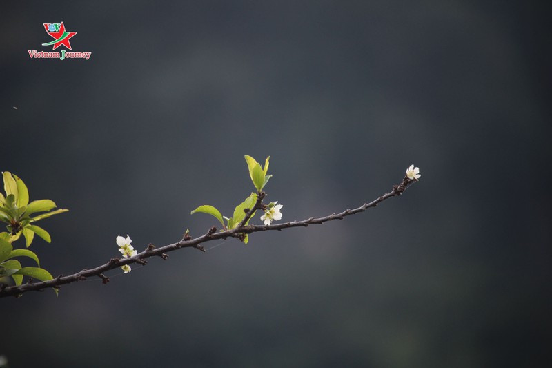  Mận trắng tinh khôi vươn mình đón nắng