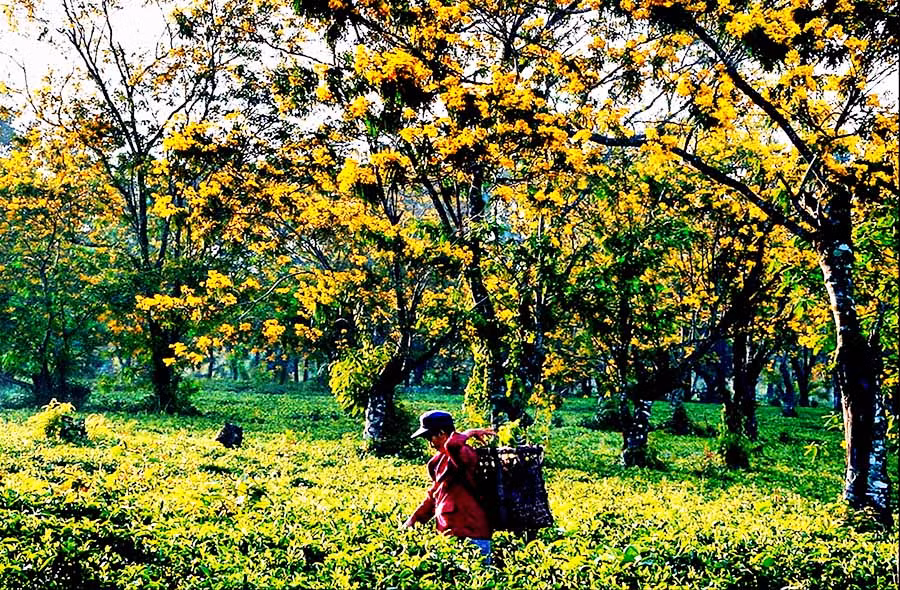 Hoa muồng vàng ở xã Bàu Cạn (huyện Chư Prông). Ảnh: HÙNG HOA LƯ