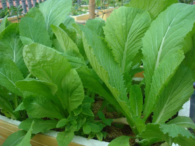 Mặc dù cả thịt gà và rau cải đều có tác dụng rất lớn đối với sức khỏe con người, tuy nhiên, thịt gà có tính ôn, cải bẹ xanh cũng có tính ôn, như vậy khi dùng chung thì tính ôn (ấm nóng) sẽ tăng lên gây nhiệt nhiều cho cơ thể. Ảnh minh họa: Internet