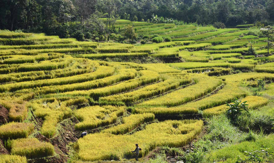 Sắc vàng óng ả trên những thửa ruộng bậc thang. Ảnh: Hà Phương