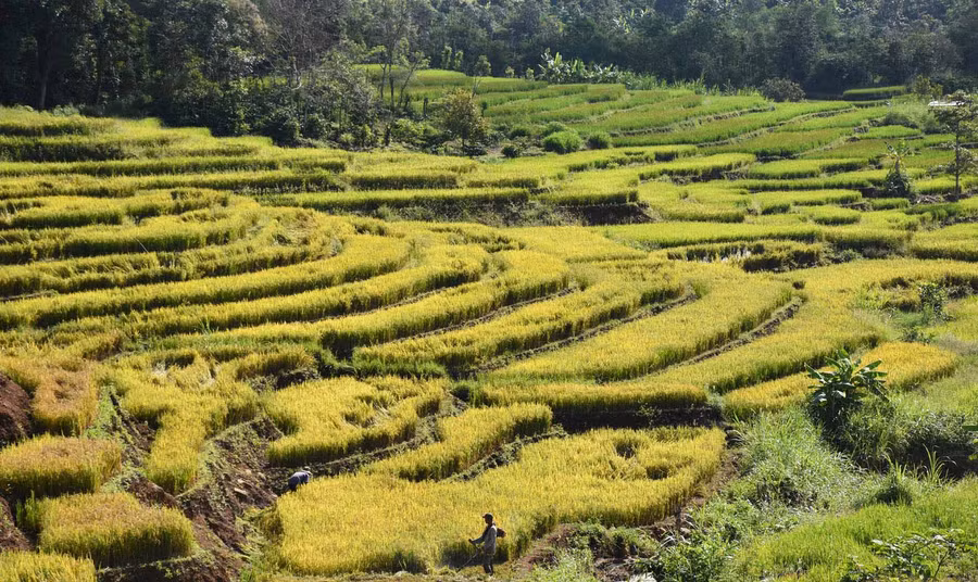 Sắc vàng óng ả trên những thửa ruộng bậc thang. Ảnh: Hà Phương
