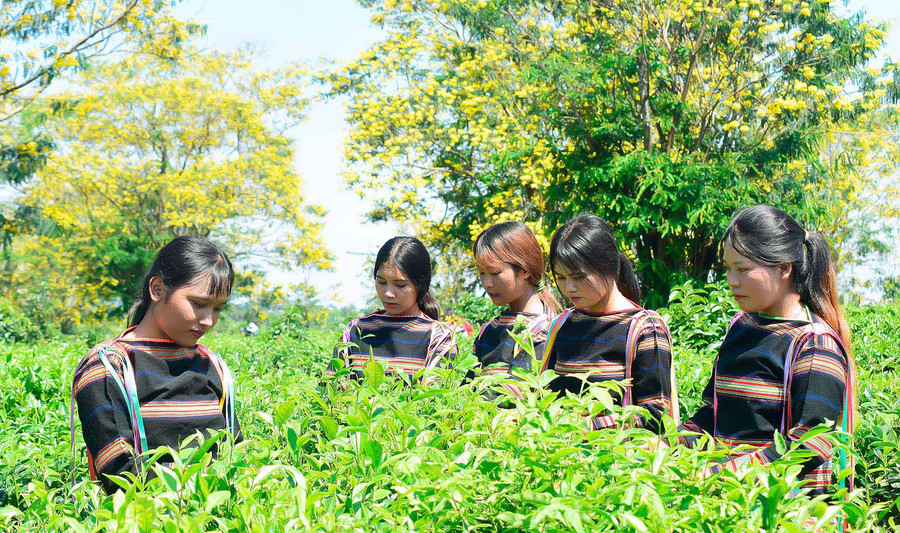  Thiếu nữ Jrai, xã Ia Pia, huyện Chư Prông chụp ảnh lưu niệm bên hoa muồng vàng. Ảnh: Đ.T