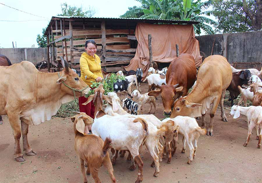  Chị Nguyễn Thị Lan Hương chăm sóc đàn gia súc của gia đình. Ảnh: M.T