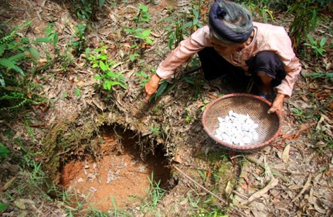 Cụ Biện đưa chúng tôi ra thăm đồi Vàng nhà cụ nơi có nhiều đất ngói ăn được này. Chỉ vào một chiếc hố, cụ Biện nói: “Chiếc hố này sâu lắm 5-7 m, trước đây nhà tôi đào lên để lấy đất ngói. Sợ vật nuôi rơi xuống dưới nên tôi phải lấp lại bớt”. Cụ Biện đưa chúng tôi ra thăm đồi Vàng nhà cụ nơi có nhiều đất ngói ăn được này. Chỉ vào một chiếc hố, cụ Biện nói: “Chiếc hố này sâu lắm 5-7 m, trước đây nhà tôi đào lên để lấy đất ngói. Sợ vật nuôi rơi xuống dưới nên tôi phải lấp lại bớt”.