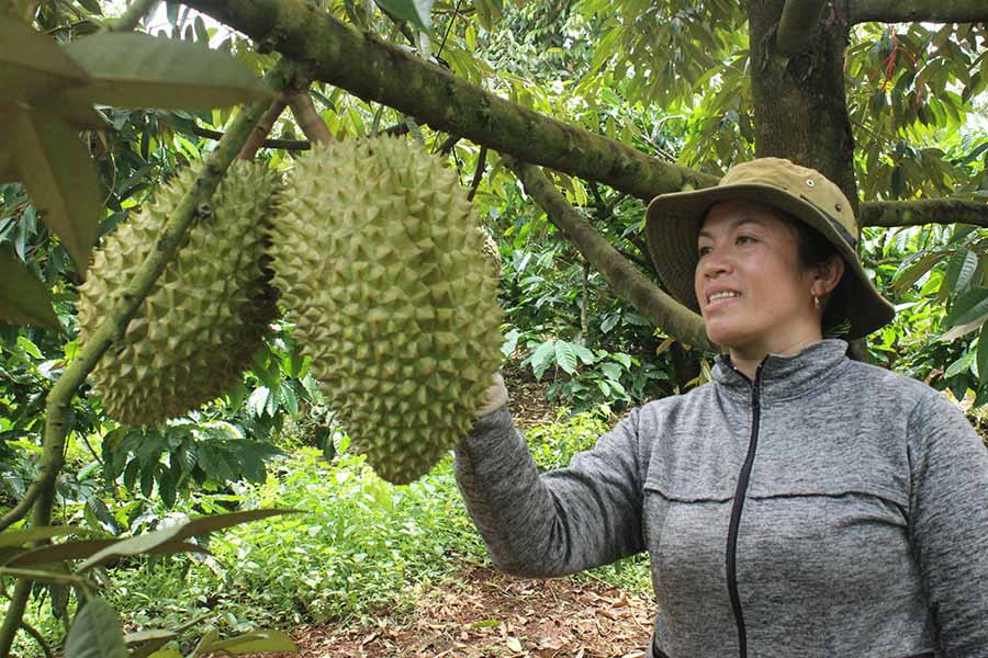 Nhờ chuyển đổi cây trồng phù hợp, nhiều hội viên, nông dân ở huyện Chư Pah đã có nguồn thu nhập đáng kể. Ảnh: V.T  Nhờ chuyển đổi cây trồng phù hợp, nhiều hội viên, nông dân ở huyện Chư Pah đã có nguồn thu nhập đáng kể. Ảnh: V.T