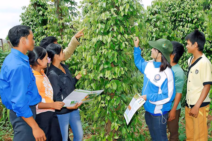 Sinh viên tình nguyện hướng dẫn đoàn viên, thanh niên kỹ thuật chăm sóc cây hồ tiêu. Ảnh: Đức Thụy