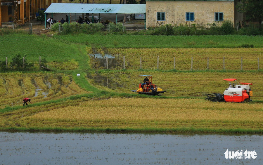  Mẫu ruộng đang được gặt, xong vụ mùa, người dân sẽ chuẩn bị cho vụ thu đông - Ảnh: NGUYỆT NHI