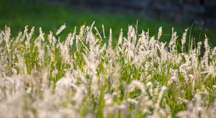 Khu vực Đại Nội Huế được phủ 1 màu trắng xóa