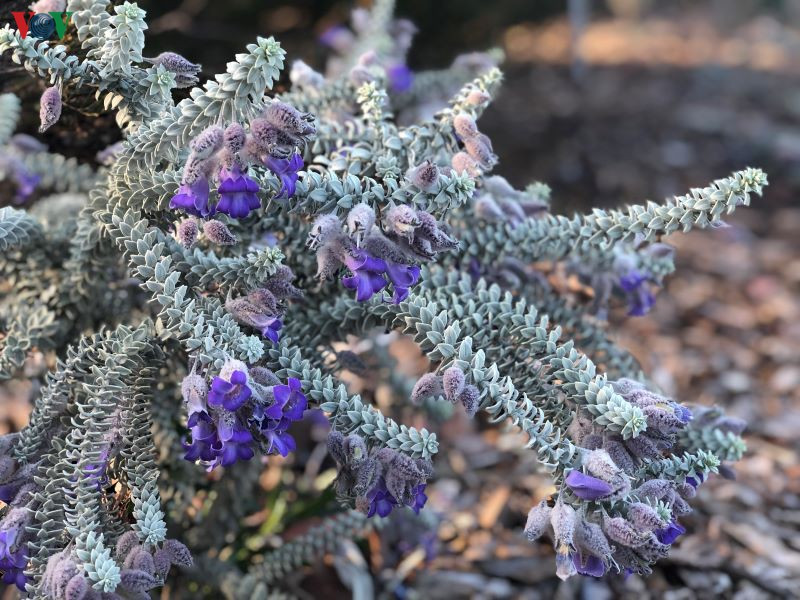  Nhiều loài hoa lạ mắt khiến du khách phải dừng chân để ngắm nhìn.