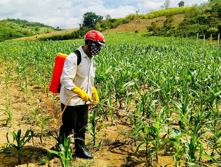  Nông dân Kbang phun thuốc diệt trừ sâu keo mùa thu hại bắp. Ảnh: H.L