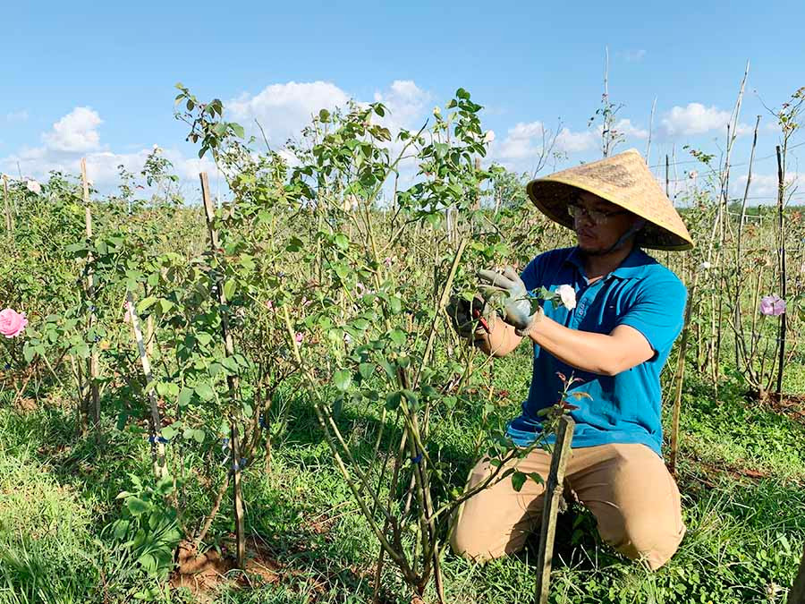  Anh Nguyễn Văn Thanh Long chăm sóc vườn hồng của mình. Ảnh: P.L