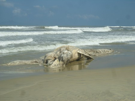  Xác cá voi bị phân hủy dạt vào bờ ngày mùng 1 Tết.