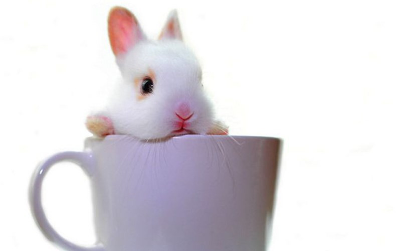 Một chú thỏ trắng muốt trong một chiếc tách cùng màu. (ảnh: boredpanda.com).