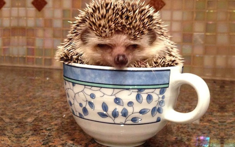 Ngay đến cả nhím cũng có thể chui vừa trong cốc như thế này. (ảnh: boredpanda.com).