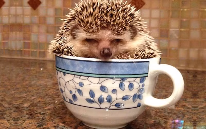 Ngay đến cả nhím cũng có thể chui vừa trong cốc như thế này. (ảnh: boredpanda.com).