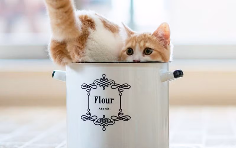 Có lẽ chú mèo này đã tìm được chỗ ngồi ưng ý. (ảnh: boredpanda.com).