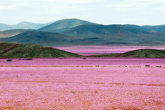 Thảm hoa rực hồng tràn trề sức sống trong sa mạc khô hạn Atacama - Ảnh: Mario Ruiz/EPA