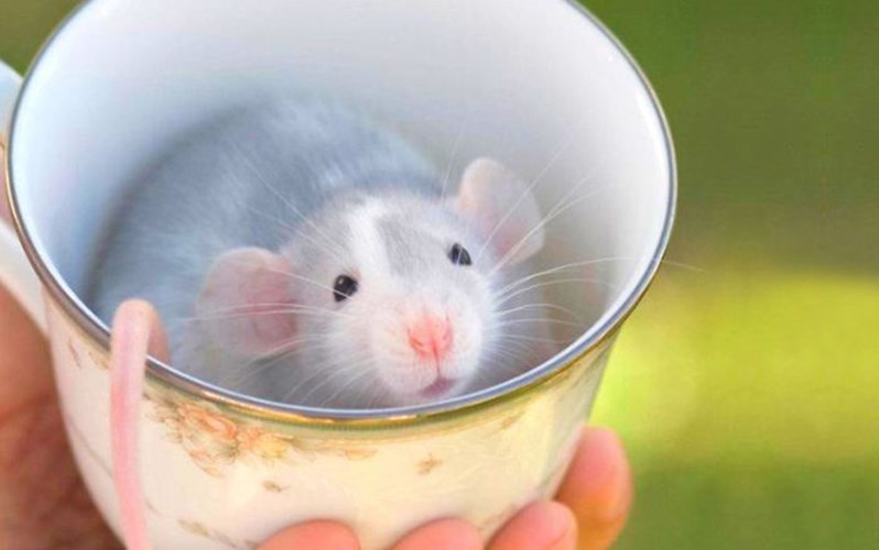 Chiếc cốc này vẫn còn quá rộng rãi cho chú chuột bạch nhỏ. (ảnh: boredpanda.com).