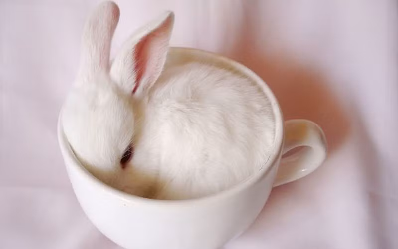 Chú thỏ trắng trong cốc màu trắng. (ảnh: boredpanda.com).