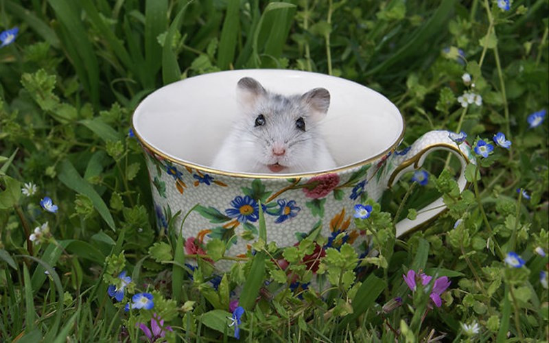  Hoa văn trên cốc hòa hợp với cảnh vật xung quanh. (ảnh: boredpanda.com).