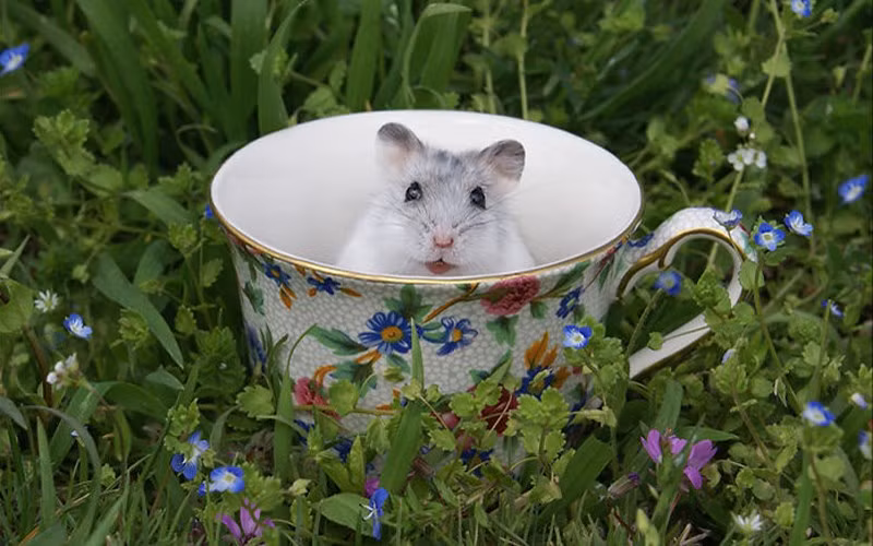  Hoa văn trên cốc hòa hợp với cảnh vật xung quanh. (ảnh: boredpanda.com).