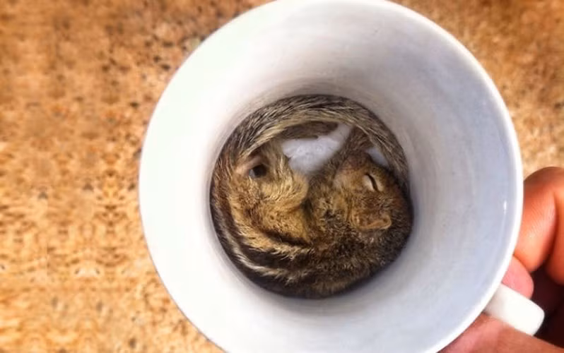 Thay vì cà phê, ở dưới đáy cốc là 2 chú chuột nhỏ. (ảnh: boredpanda.com).