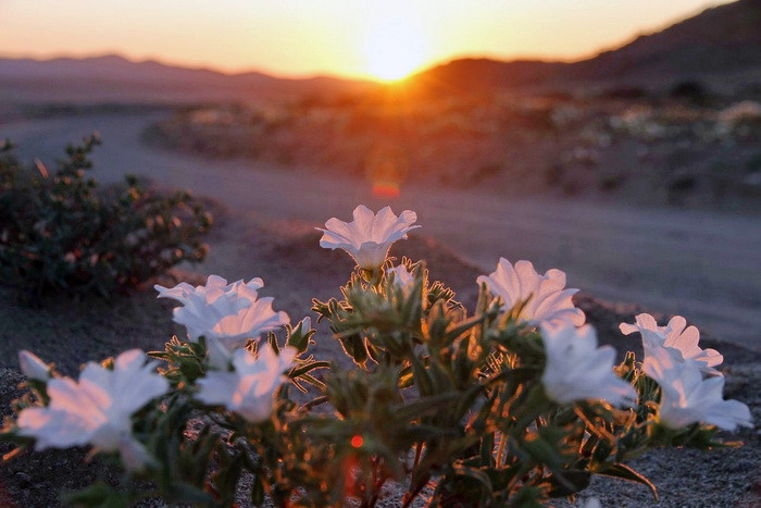 Daily Mail dẫn nguồn tin cho biết dự kiến có khoảng 20.000 khách du lịch đến viếng thăm mùa hoa nở rộ ở sa mạc Atacama trong năm nay - Ảnh: Carlos Aguilar/Getty Images