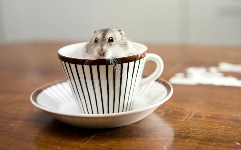 Một hình ảnh đáng yêu như vậy sẽ khiến buổi sáng của bạn trở nên tuyệt vời hơn. (ảnh: boredpanda.com).