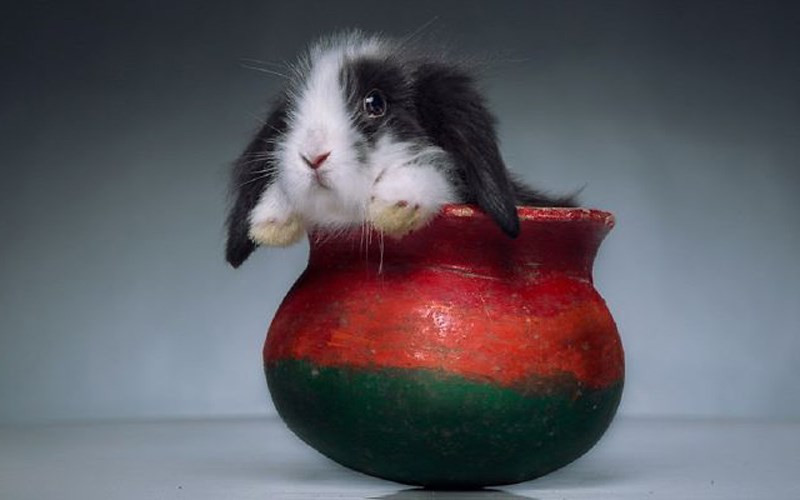 Con thỏ tai dài và chiếc bình nhỏ xinh xắn. (ảnh: boredpanda.com).