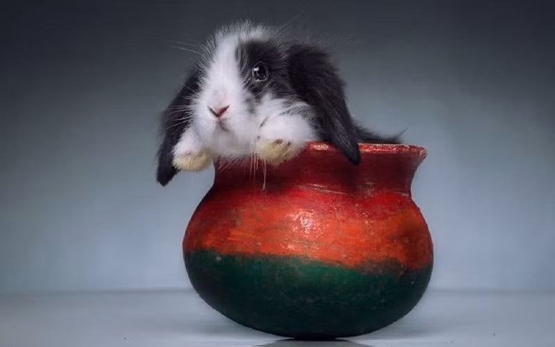 Con thỏ tai dài và chiếc bình nhỏ xinh xắn. (ảnh: boredpanda.com).