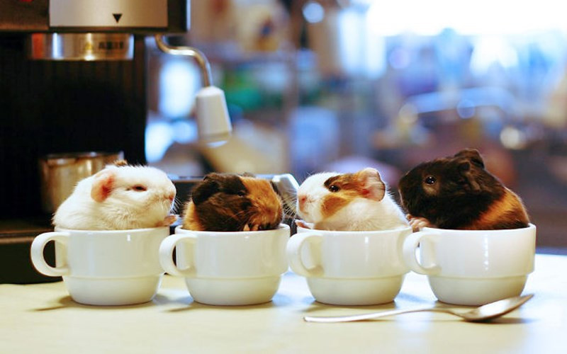 Bốn anh em nhà chuột (ảnh: boredpanda.com).