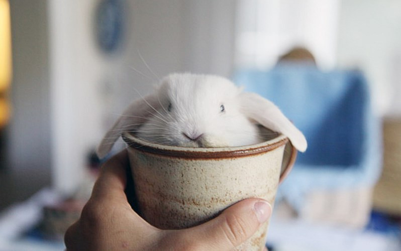 Chú thỏ đáng yêu đến nỗi người chủ sẽ không nỡ đuổi chú ra khỏi chiếc cốc này. (ảnh: boredpanda.com).