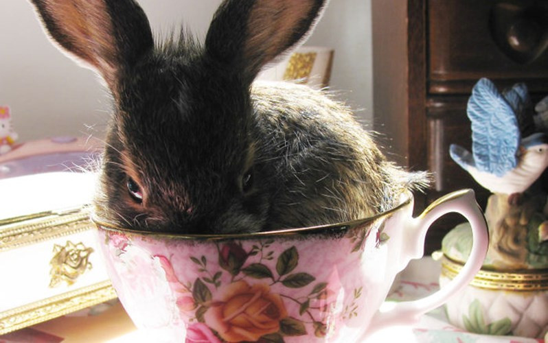 Chú thỏ này có thể nằm gọn trong một tách trà. (ảnh: boredpanda.com).