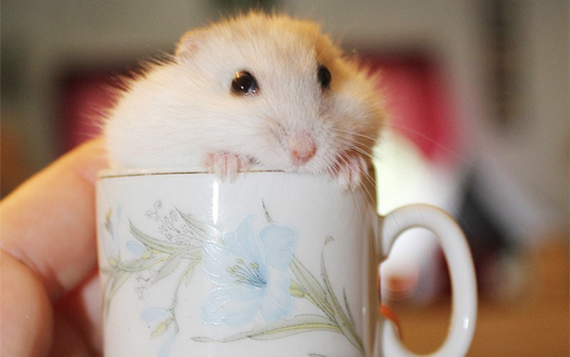 Bạn đọc Cris Sue nhận xét: Tôi yêu nét biểu cảm này. Thật ngọt ngào. (ảnh: boredpanda.com).