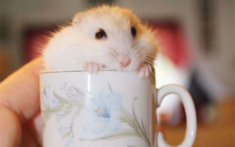 Bạn đọc Cris Sue nhận xét: Tôi yêu nét biểu cảm này. Thật ngọt ngào. (ảnh: boredpanda.com).