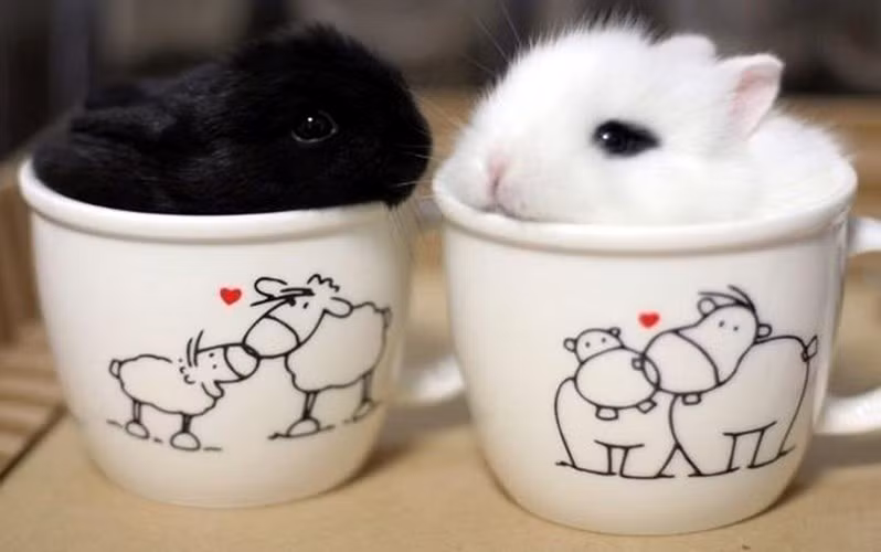 Một cặp đôi đen- trắng hoàn hảo. (ảnh: boredpanda.com).