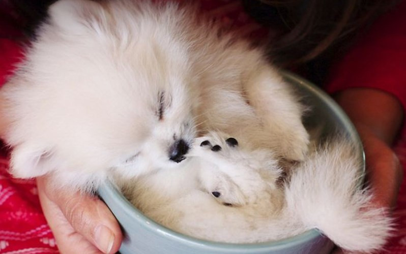 Chú cún lười biếng tận hưởng chỗ nằm độc đáo. (ảnh: boredpanda.com).