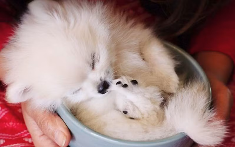 Chú cún lười biếng tận hưởng chỗ nằm độc đáo. (ảnh: boredpanda.com).