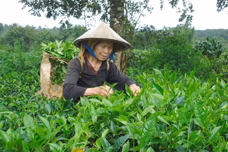 Ở tuổi 70, bà Sáu Huỳnh vẫn hăng say trên vườn chè mỗi ngày. Ảnh: H.N