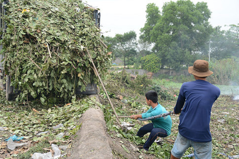 Hàng chục xe rác cây xanh đến đổ tại bãi rác này mỗi ngày.