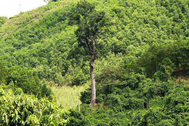  Trải qua cả nghìn năm, cây lim xanh vẫn sừng sững giữa đất trời