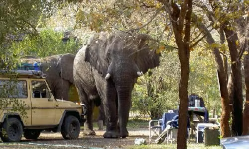 Những con voi trong khu nghỉ dưỡng. Ảnh: Lusaka Times.