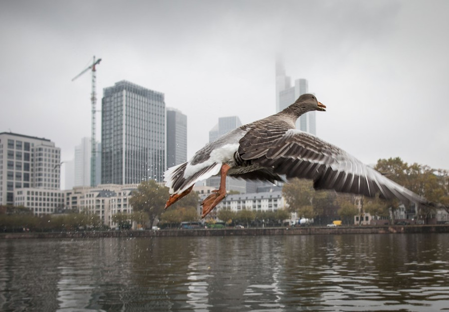 Một ngỗng xám bắt bay qua sông Main, khu vực ngân hàng ở Frankfurt am Main, miền Tây Đức, ngày 8-11. (Nguồn: AFP)