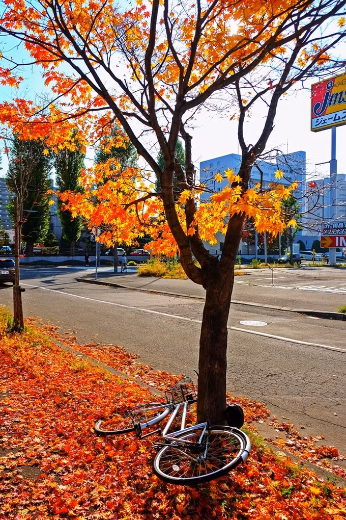 Hokkaido vào mùa thu đẹp tựa tranh vẽ.