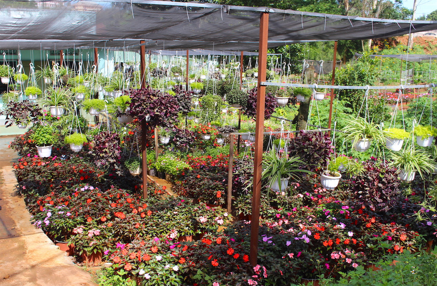 Hoa công nghệ cao “chiếm lĩnh” không gian tại các nhà vườn. Ảnh: Mộc Trà